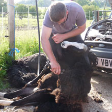 Fishers Mobile Farm shearing.jpg